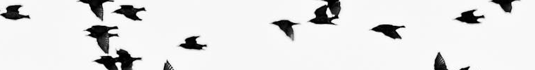 Birutė Mo logo